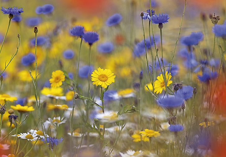 07-197597 - Cornflowers and daisies