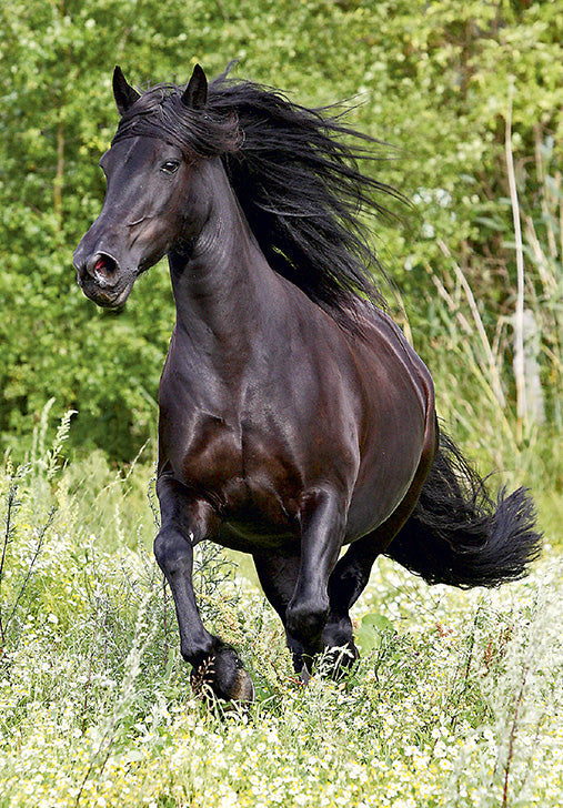 07-197615 - Horse