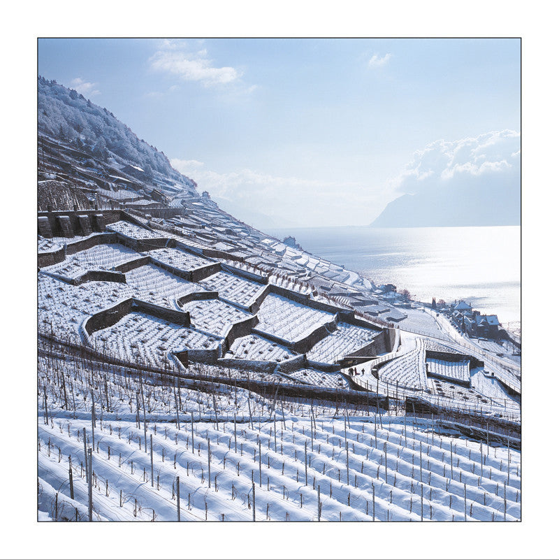 Lavaux, vignoble en terrasses, Switzerland