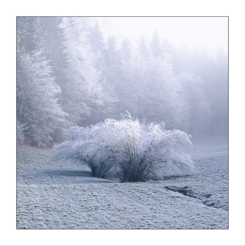 Frozen trees