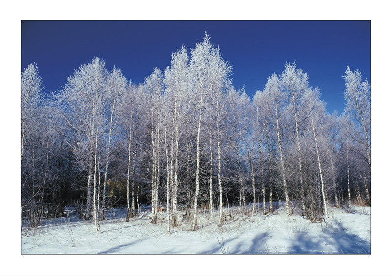 Doppelkarte: Trees covered with snow