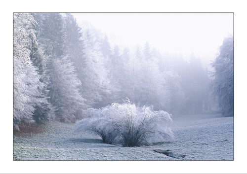 Doppelkarte: Frozen trees