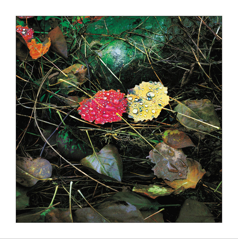 Carte de voeux : Feuilles d'automne