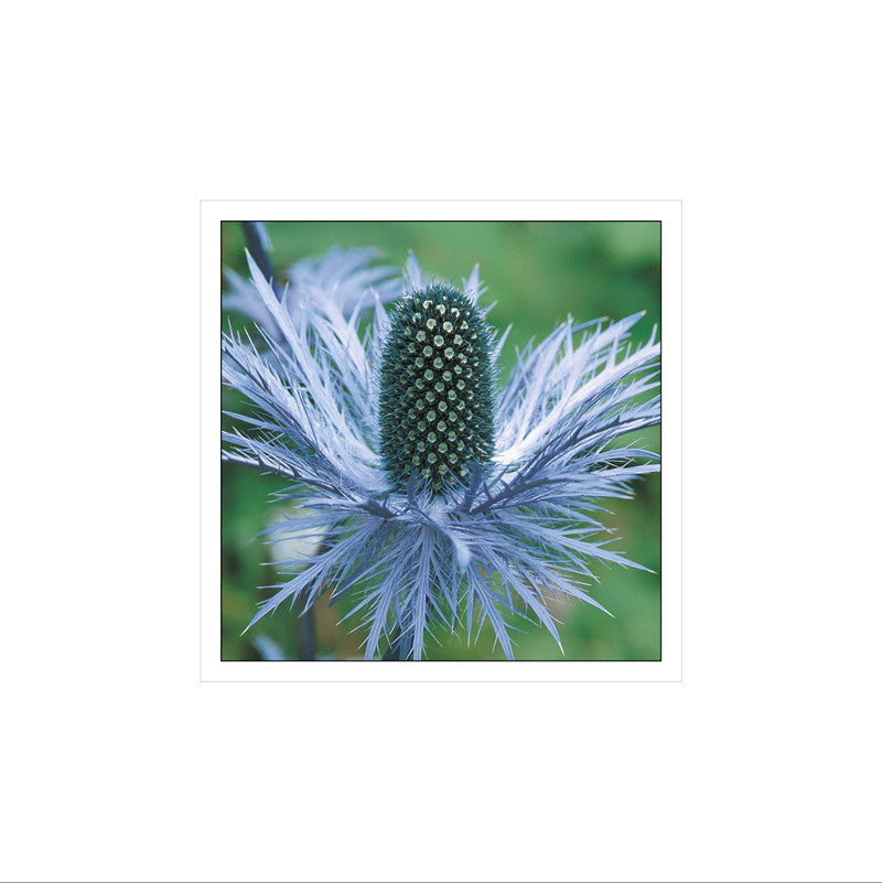 Eryngium Alpinum - Chardon bleu - Alpenmannstreu