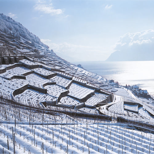 Carte de voeux de Lavaux, vignoble en terrasses, Switzerland
