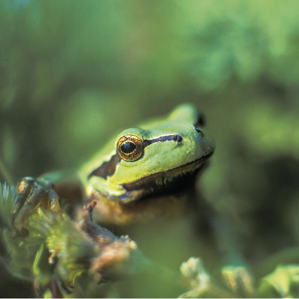 75006 - Laubfrosch