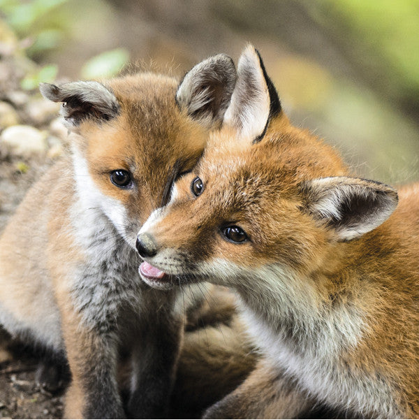VULPES VULPES - Red fox. Collection Alpine Fauna