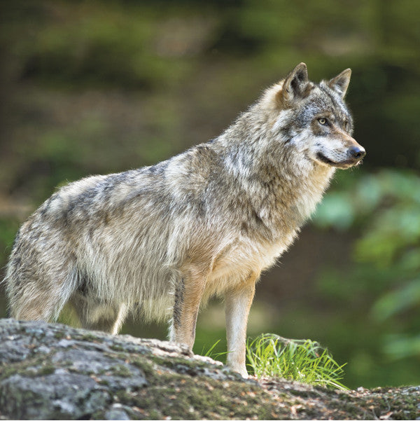 75027 - Wolf