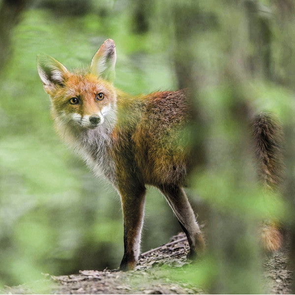 VULPES VULPES - Red fox. Collection Alpine Fauna