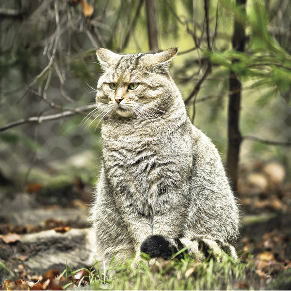 75029 - Europäische Wildkatze
