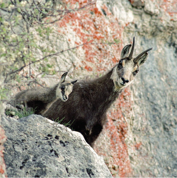 75030 - Chamois
