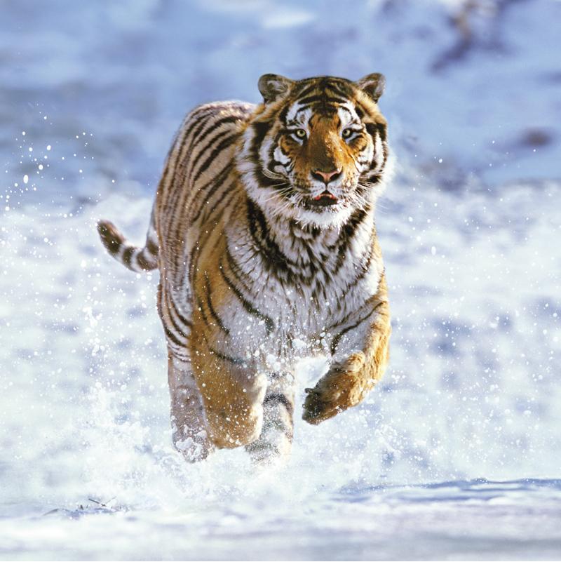 75041 - Tigre de Sibérie