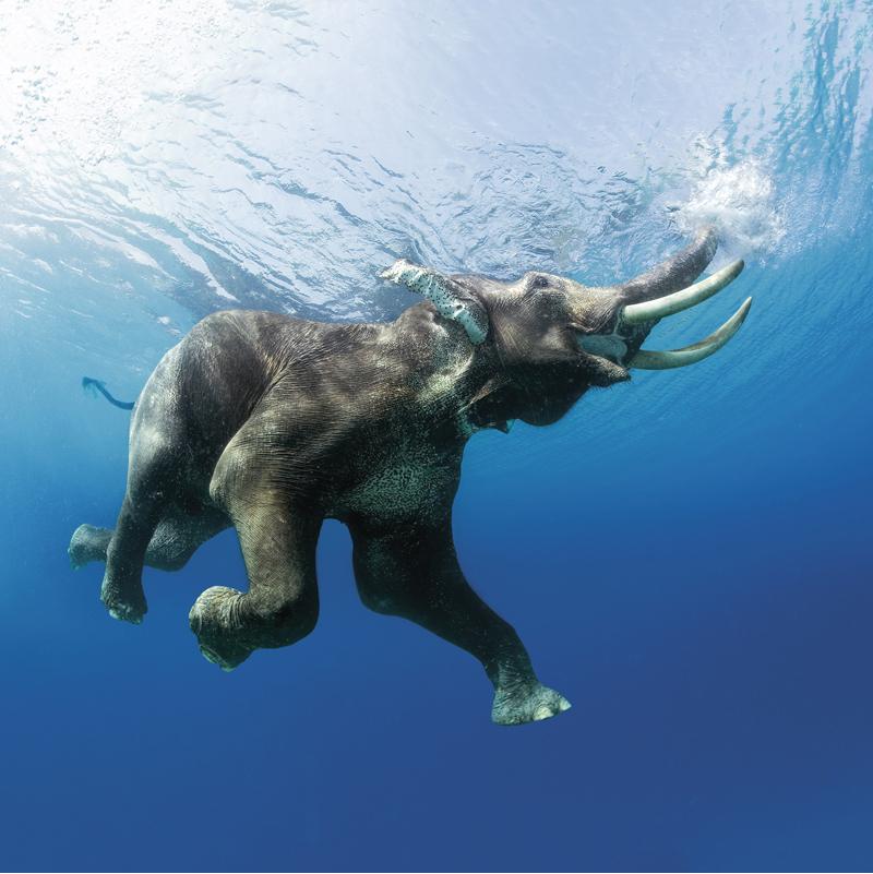 éléphant indien - Carte de voeux